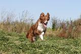 BORDER COLLIE 342